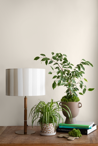 photo of a variegated weeping fig plant placed on a stack of books, surrounded by a spider plant in a plant pot and a table lamp with wooden base and stripy lampshade in dark beige and whiteand a sandy neutral background behind everything