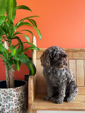 photo of a fluffy dark brown dog sitting on a wooden bench next to a tall leafy plant, photographed in front of an orange coloured wall