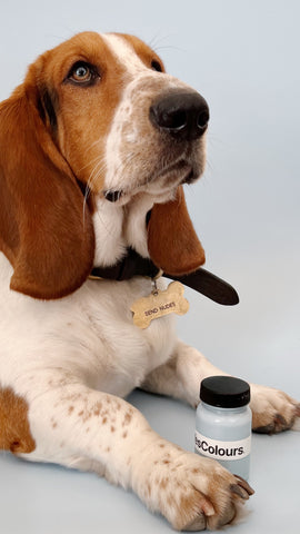 photo of a young basset hound dog, posing on an all-light blue background and next to a small glass jar filled with light blue paint with 'yescolours' logo