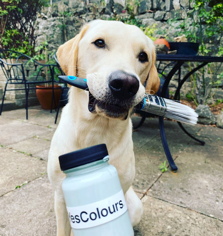 photo of a light-coloured dog holding a paint brush in its mouth and photographed behind a paint sample in a glass jar saying YesColours