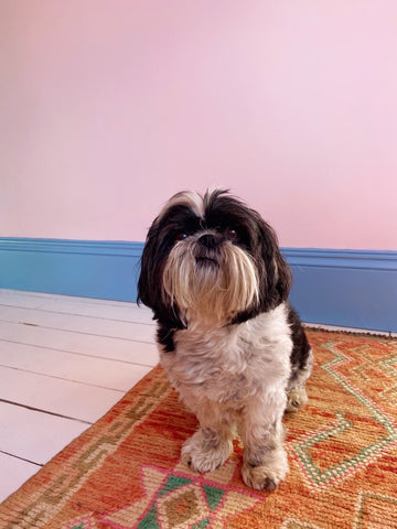 photo of a small long-haired dog in black and white, standing on top of an orange geometric pattern rug and photographed in front of a wall painted in pastel pink and blue skirting boards