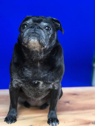 photo of a black pug, standing on a wooden surface and photographed in front of a ultramarine blue dark wall