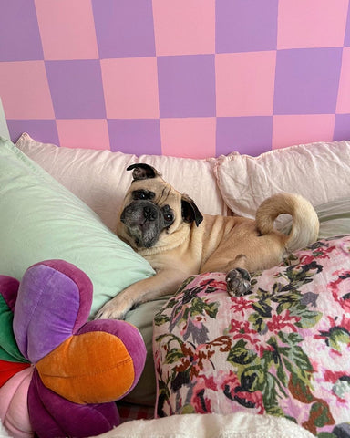 photo of a pug dog, lying on a bed with beige-coloured bedsheets, floral duvet, mint green pillow and a colourful flower-shaped pillow in pink, lilac, green, red and orange, photographed in front of a checkerboard pattern wall in pink and lilac