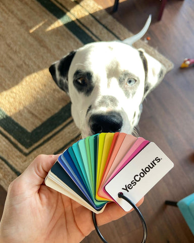 photo of a dalmatian dog standing on a wooden floor with a nature-coloured rectangular rug and looking up to a hand holding a keyring with paint colour swatches