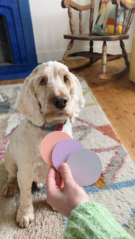 photo of a sand coloured spaniel dog, sitting on top of a colourful geometric rug and in front of a dark blue fireplace, white wall and wooden rocking chair to the right, with a hand with a green sleeve reaching out to him holding three colourful circles in peach and lilac