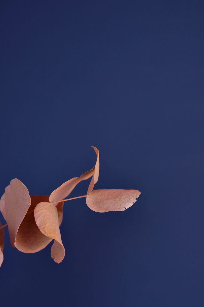 Close-up of a peach-coloured dry plant photographed in front of a dark, saturated blue-painted wall