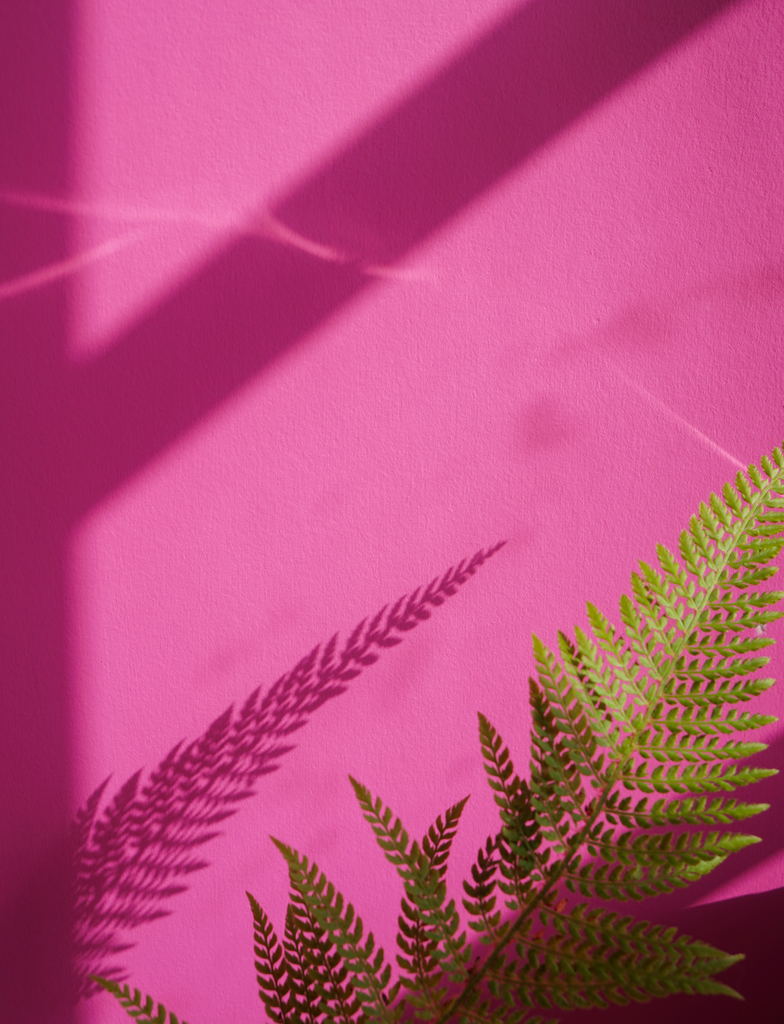 Leafy plant photographed in front of a hot pink painted wall