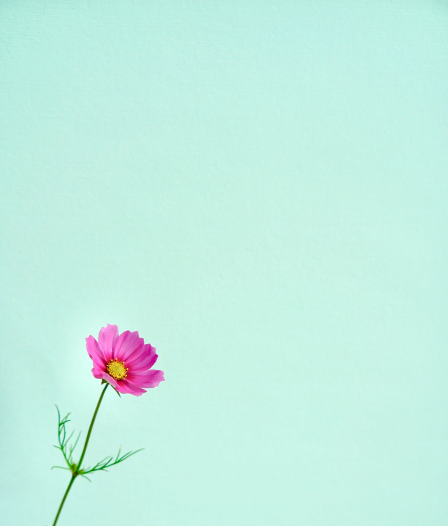 A hot pink coloured flower photographed in the bottom left corner of a mint-coloured aqua green painted background