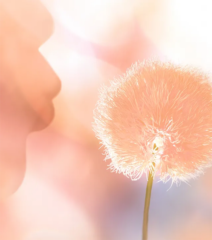 close up of a peachy coloured dandelion photographed on an abstract nature peach coloured background