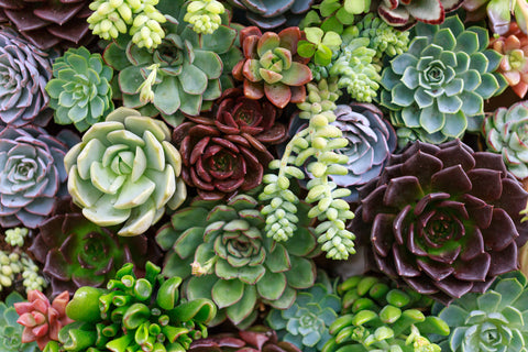 Succulents_F12_GettyImages-510059940-web.jpg__PID:7a07cea8-1463-426a-9c54-bb82bfca632c