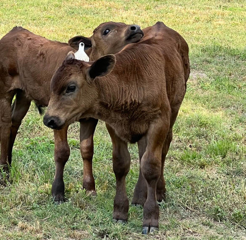 On the Farm - About Us Wagyu-3.jpeg__PID:9fb2c0ae-b6a8-4a2e-92d0-7f1b354fc37d