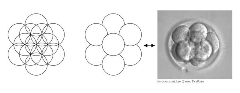 Symbole de l'oeuf de vie dans la Fleur de vie