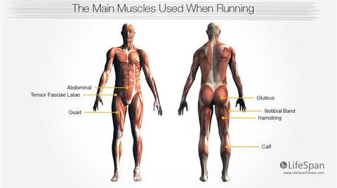 Cross Trainer vs Treadmill for Weight Loss