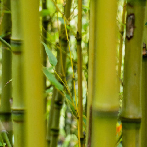 Bamboo trunks detail