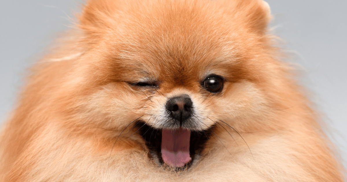 Operation Fluffwatch: 16 Years of Pomeranian Loyalty 
