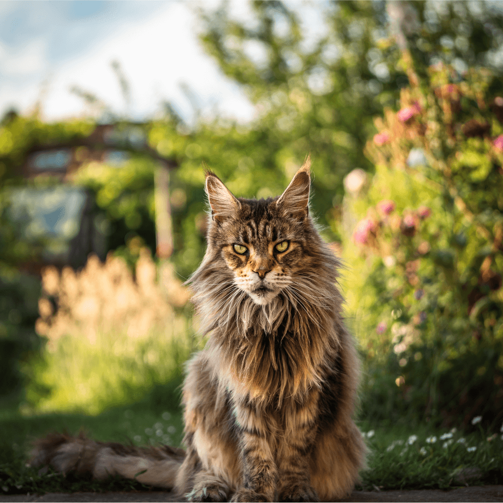 Beautiful brown Maine Coon cat sits amongst the flowers after eating a bowl of tasty Maine coon breed-specific cat food from Royal Canin.