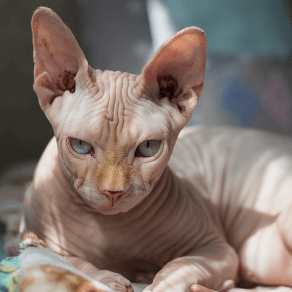 A perfect example of the Sphynx cat breed. Beed-specific Sphynx cat food is available from Royal Canin<br>