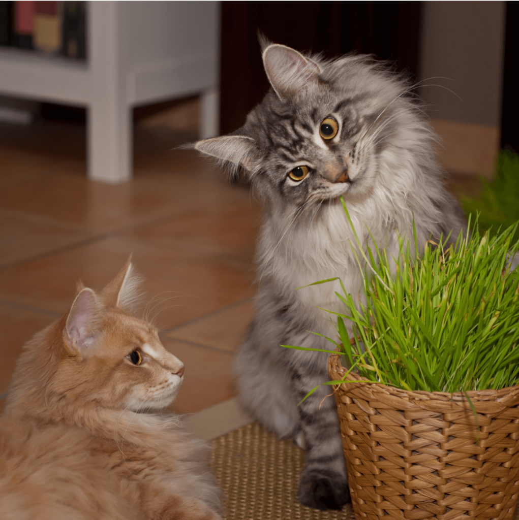 Two long-haired orange and grey cats eye the catnip grass. Pudding after a lovely, tasty Royal Canin's Sensory wet food meal.