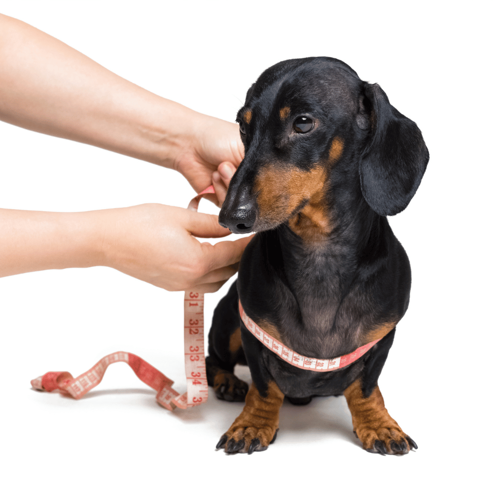 A Dachshund being measured with a tape measure showing he needs weight management and healthy nutrition.
