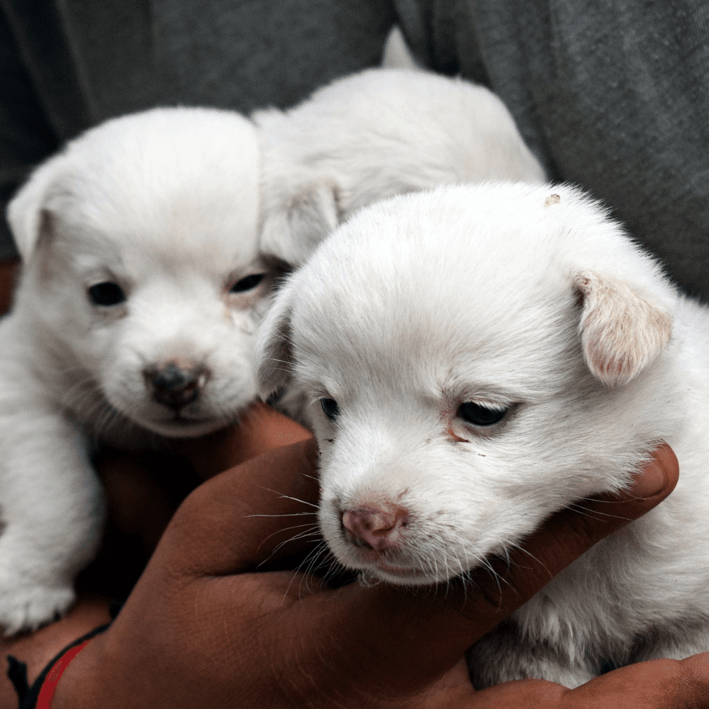 Little puppies ready for royal canin starter puppy food.