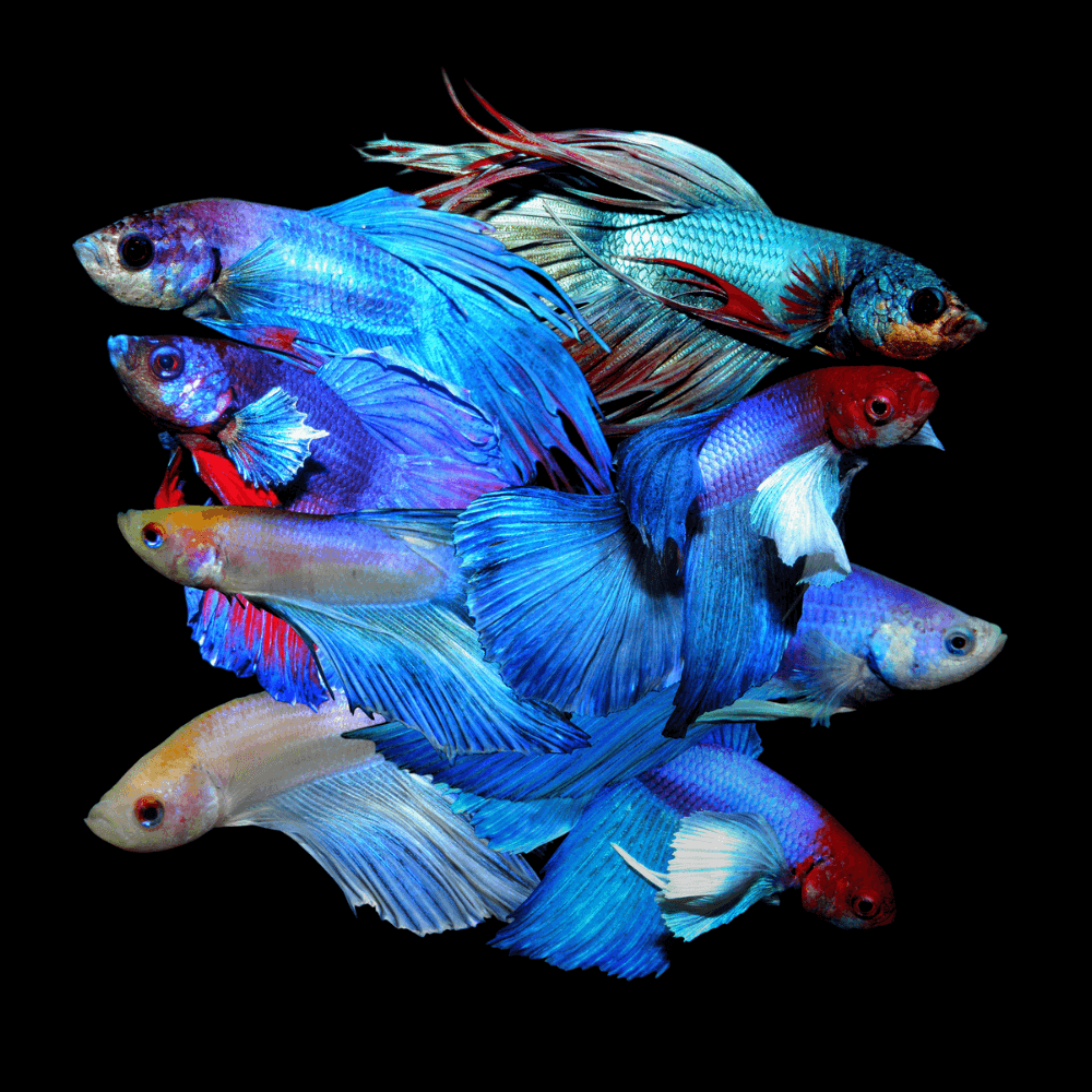 A stunning collage of Betta fish against a black background.