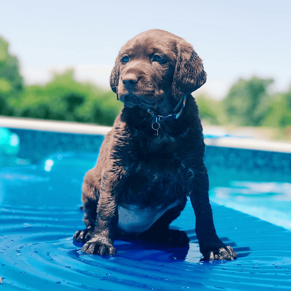 cut chocolate lab puppy with blue-ish eyes sitting on top of a blue pool cover