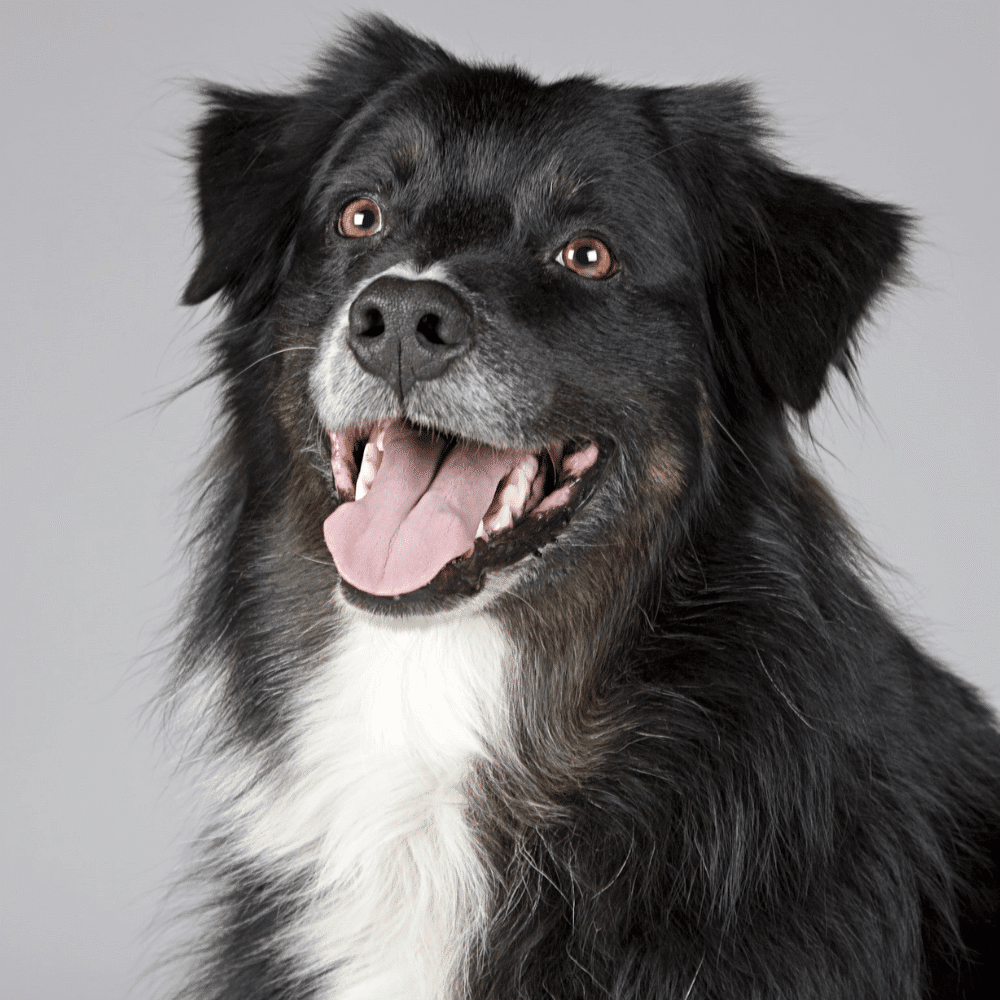 Healthy and happy border collie looking gorgeous after a no-rinse waterless shampoo bath with XenPet.<br>