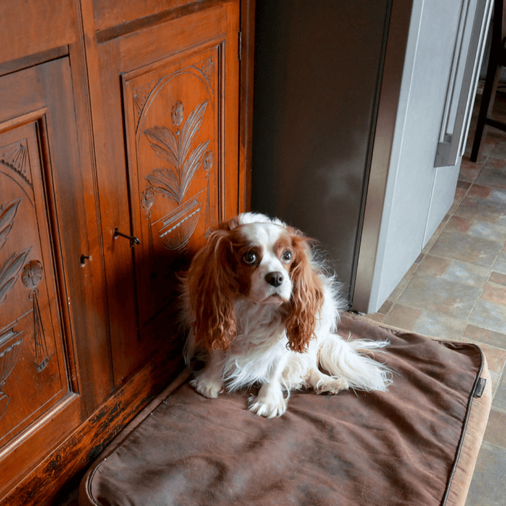 Cavalier Kind Charles Spaniel sitting on brown bed in the kitchen