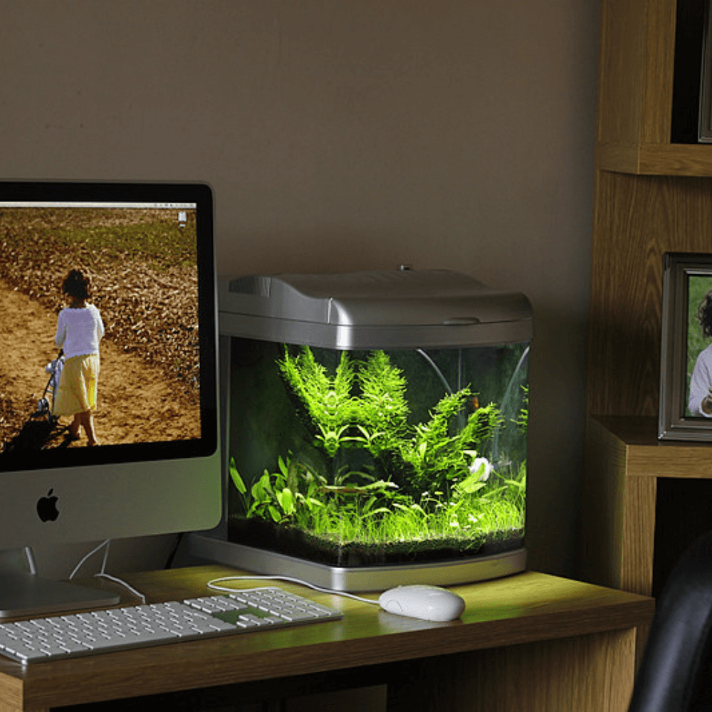 desktop aquarium sits next to a pc