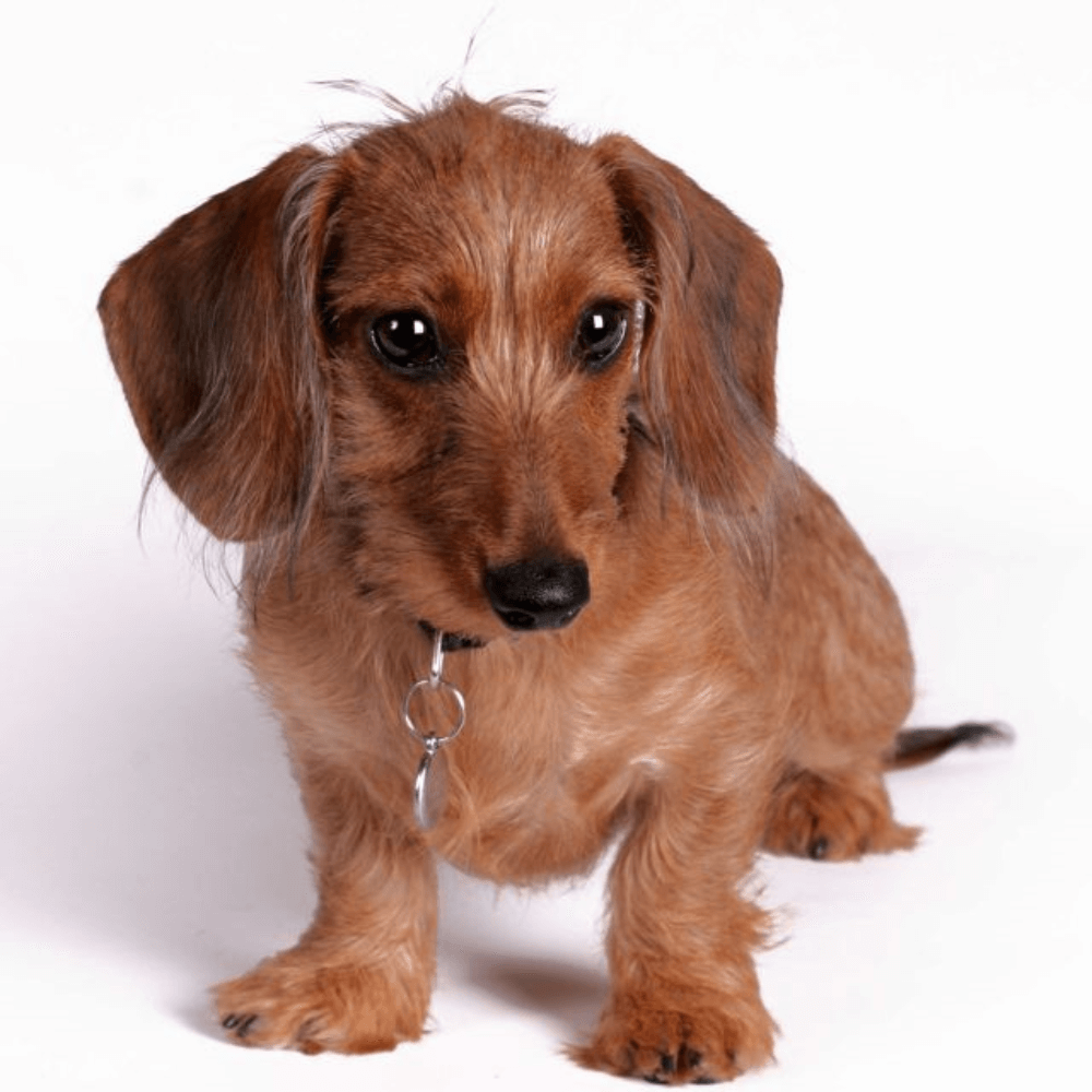 tan wire-haired dachshund waits for a bowl of delicious royal canin mini for puppies