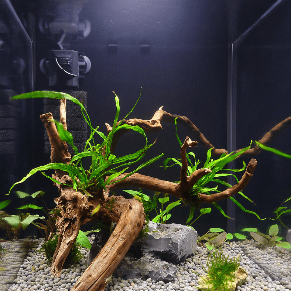 driftwood and plants in an aquarium with a black background