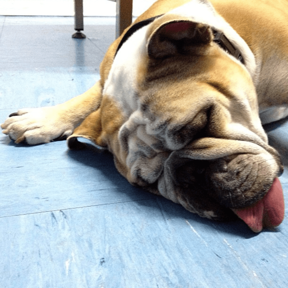 English Bulldog napping on the kitchen floor with tongue handing out.