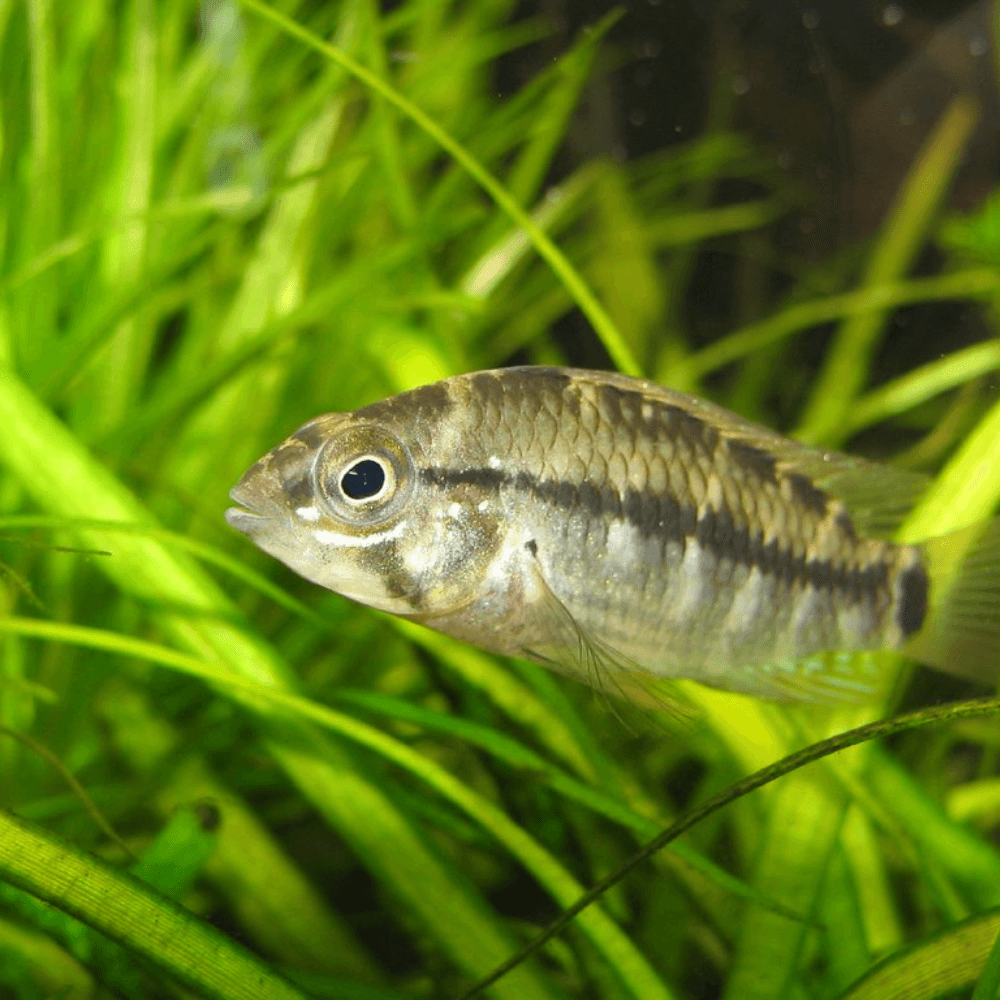 brown and grey fish swims peacefully amongst the aquarium plants