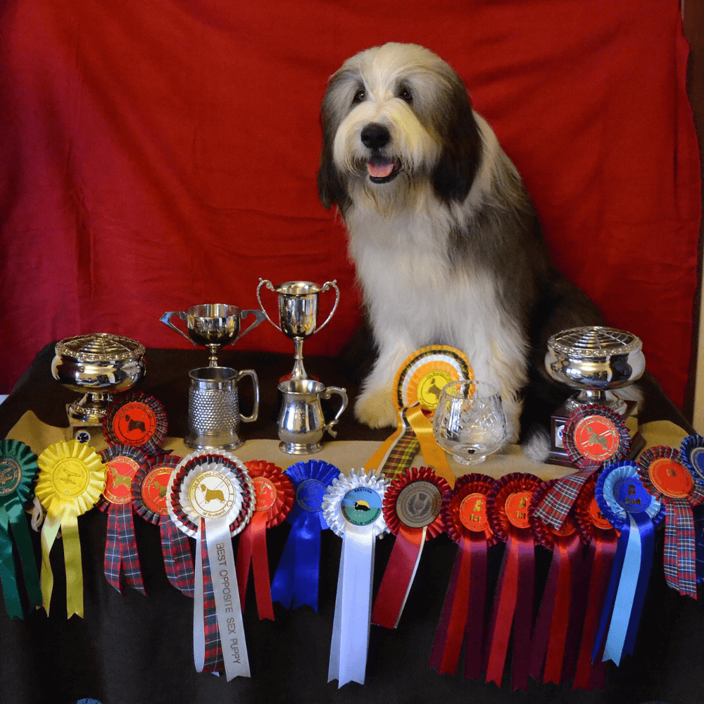 Winning champion dog poses with numerous awards and trophies