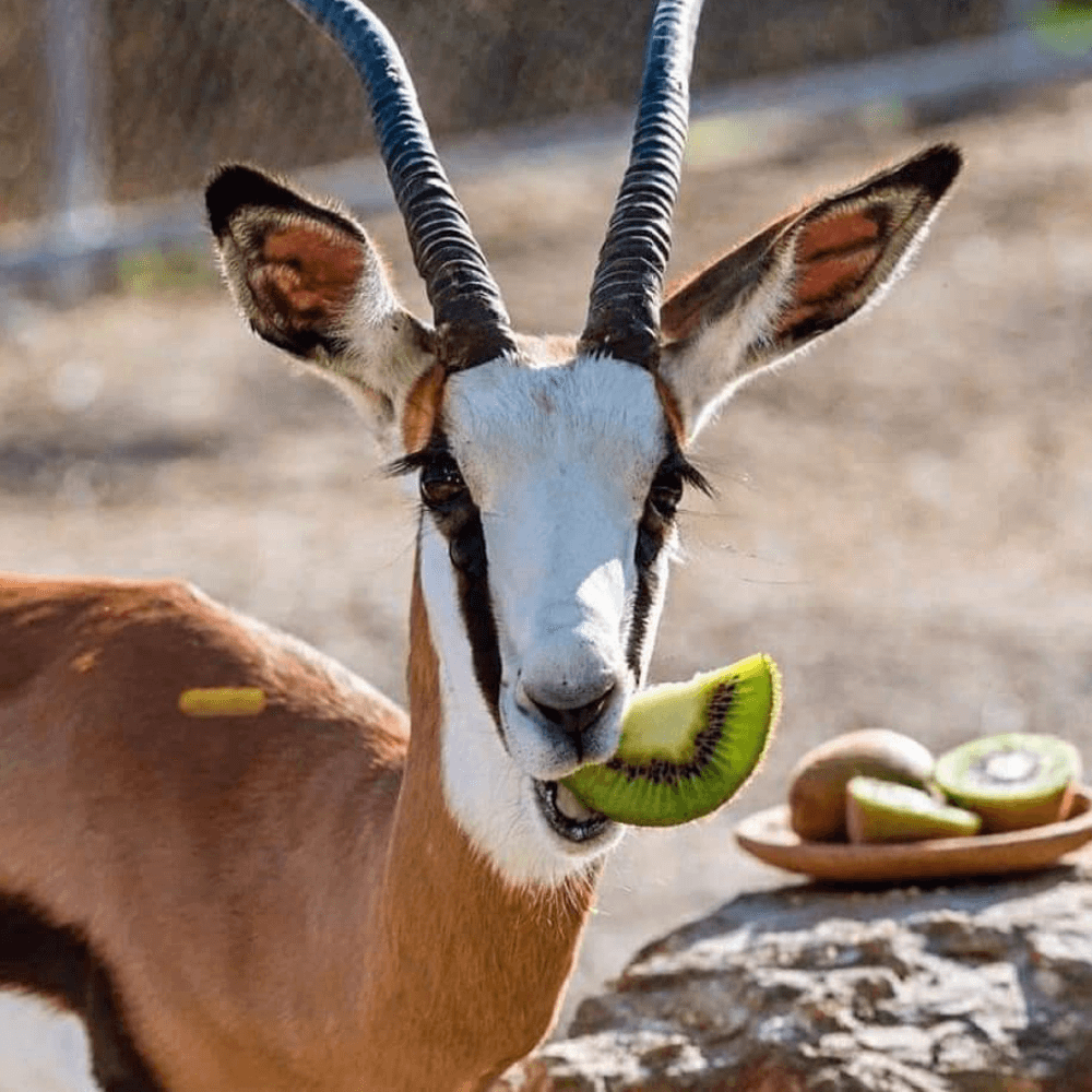 A South African springbuck representing South Africa's famous springbok rugby team enjoys a delicious slice of Kiwi - the defeated All Blacks!