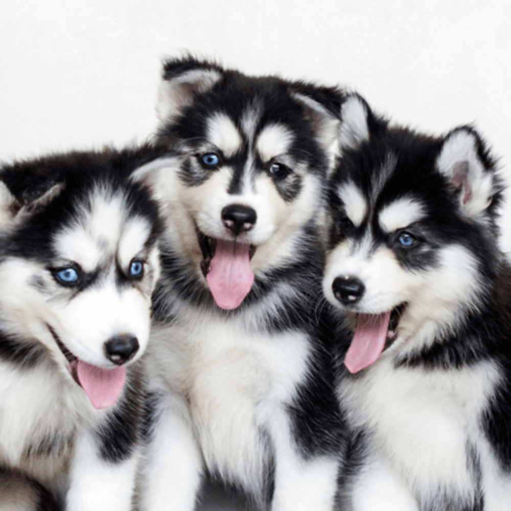 Three young husky pups pose for the camera with tongues hanging out a bright blue eyes.