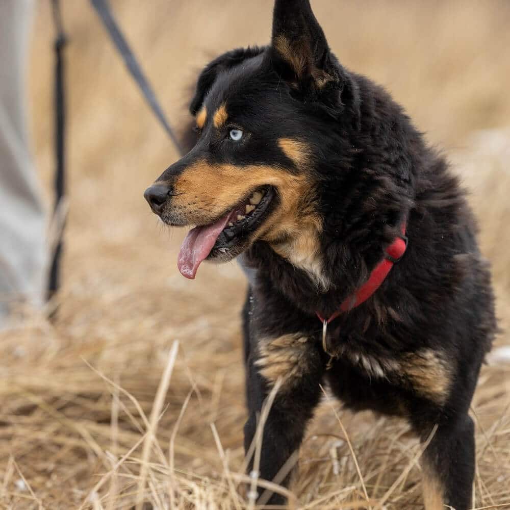 Adopt don't shop - this black and brown doggo with stunning blue yes is ready for her forever home.