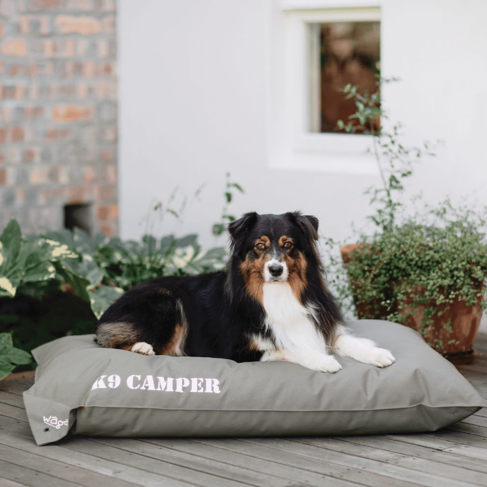 wagworld k9 camper with sheltie on top on the patio