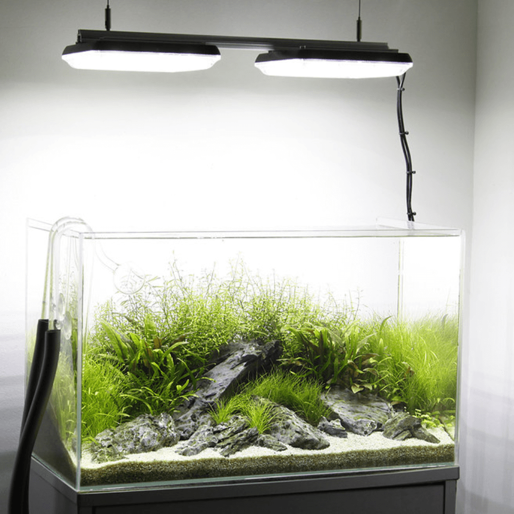 planted fish tank featuring lighting.