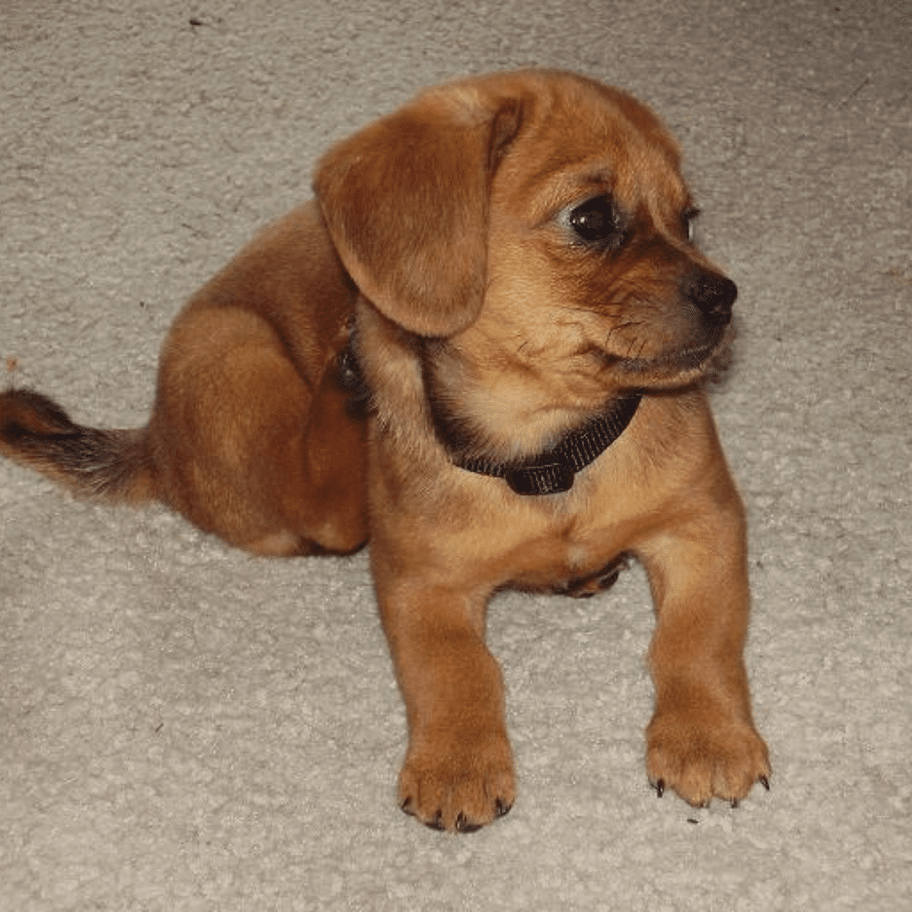 A puppy mixed breed scratching because of fleas.