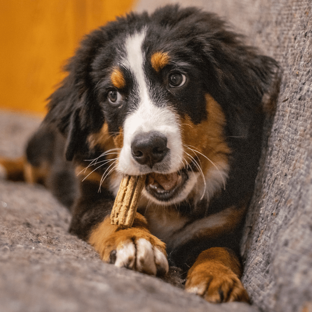 A Bernese Mountain Dog happily enjoys her treat.