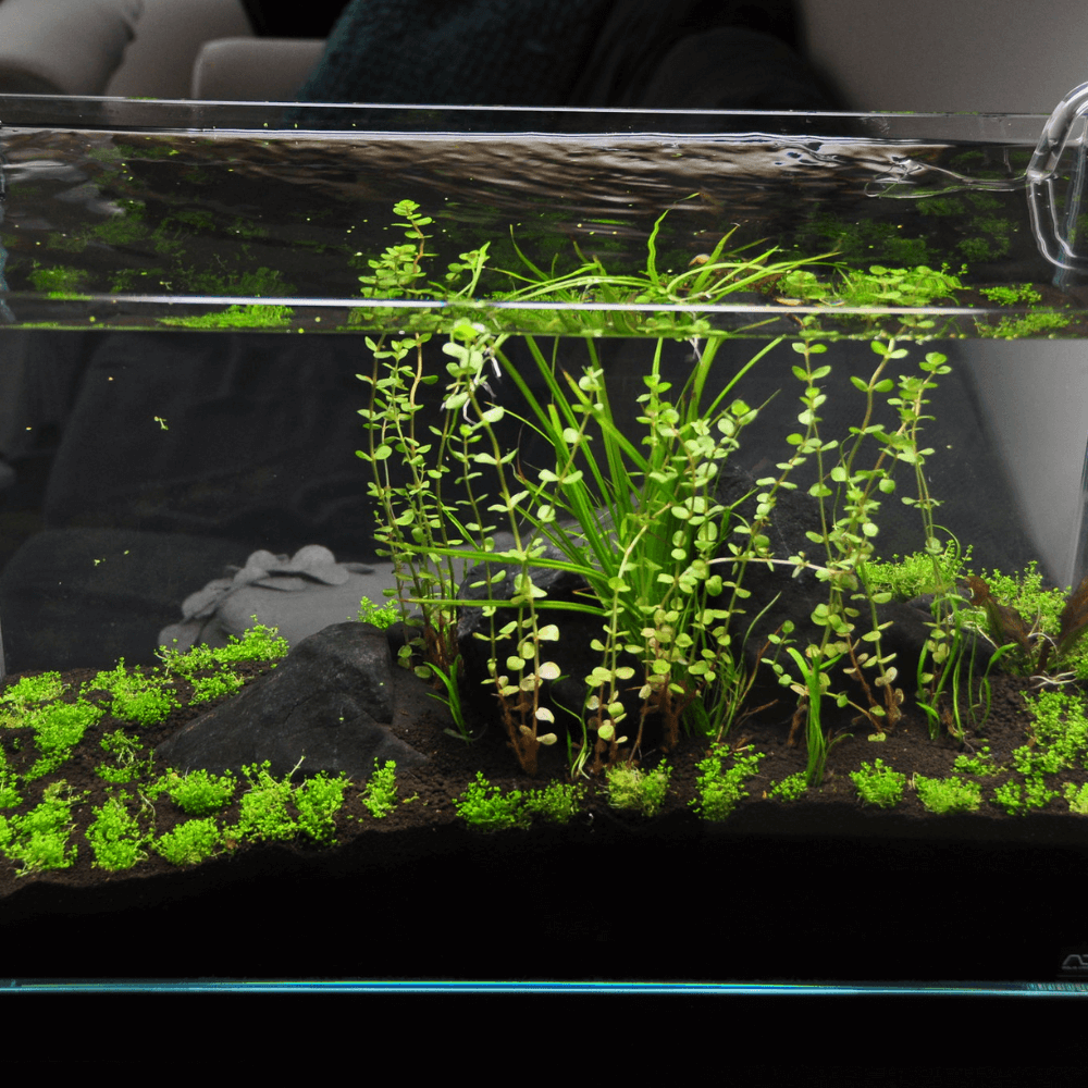 all glass tank with aquarium plants on black substrate