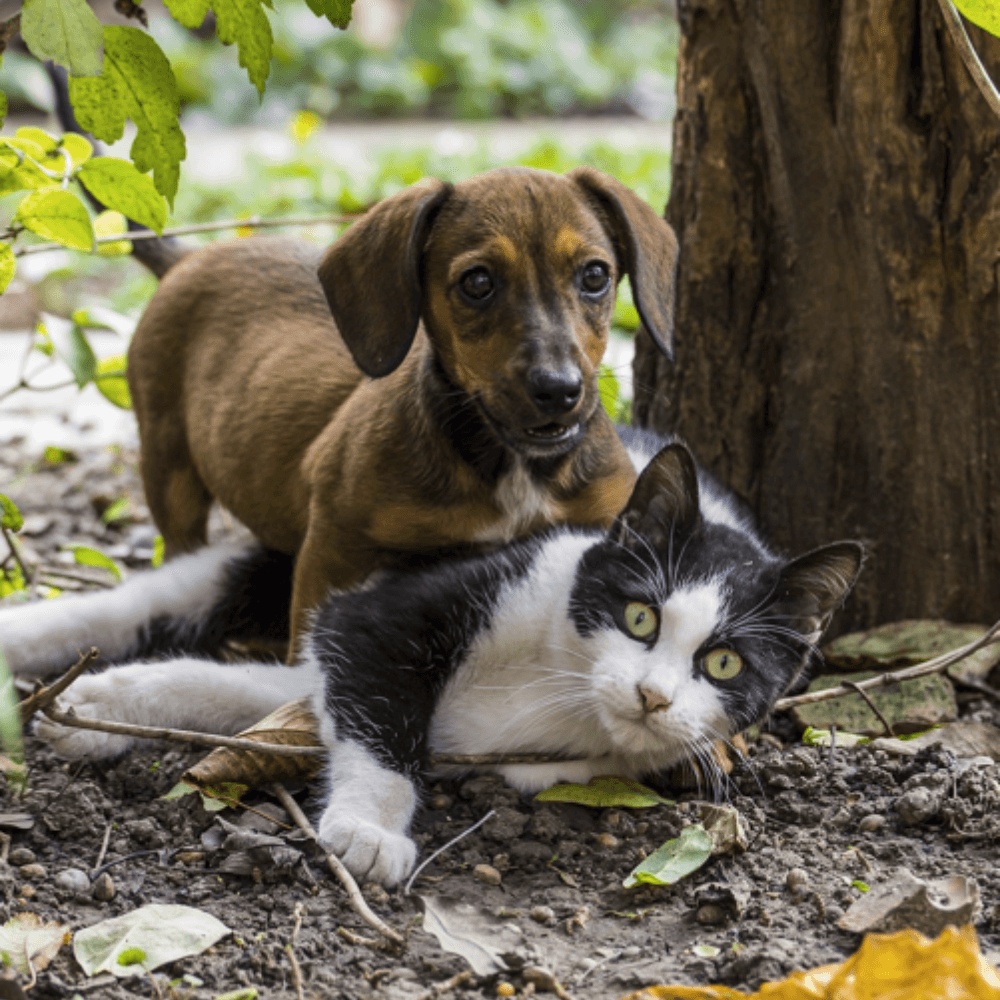 A dachshund and a tuxedo cat play on the forest floor. They're working up an appetite for Royal Canin's Breed Specific wet and dry food comboes.