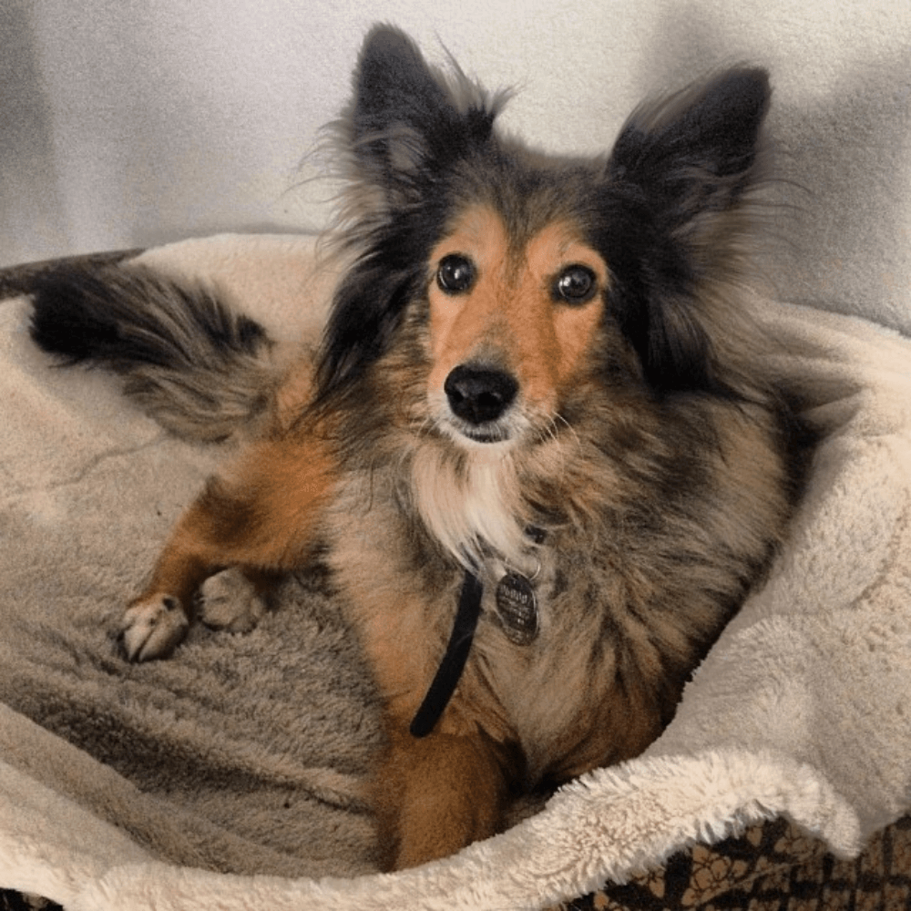 A sheltie snuggles up in her bed, a great idea to take your dog's bed along on a road trip to give them a feeling of a safe space.<br>