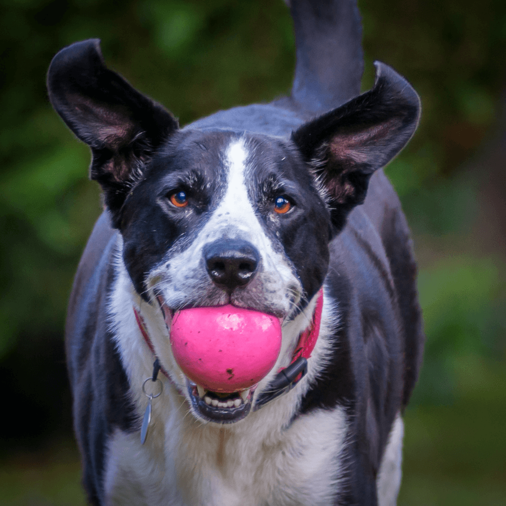 Large black and white short-hair mix-breed mutt runs happily with a pink ball in her mouth.