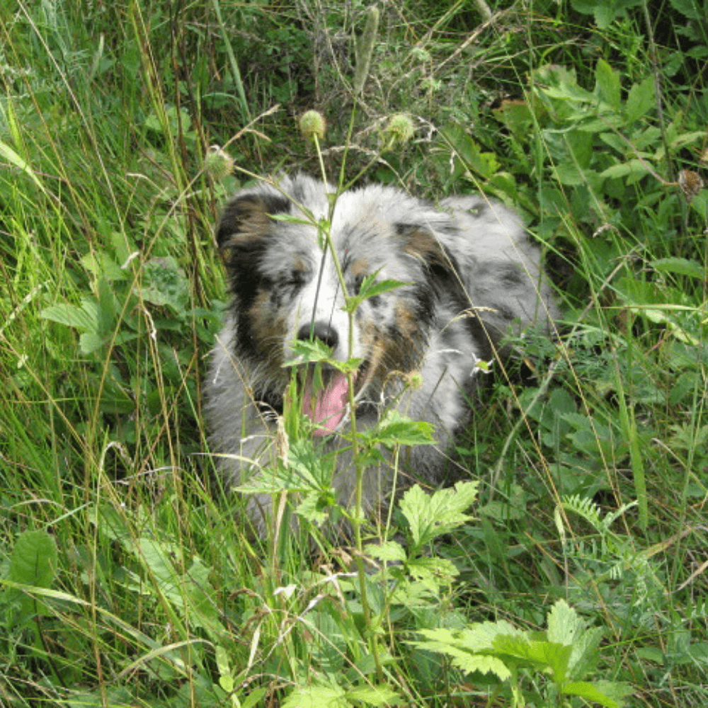 Young Australian Shepherd puppy stands  in the undergrowth. amidst the plants