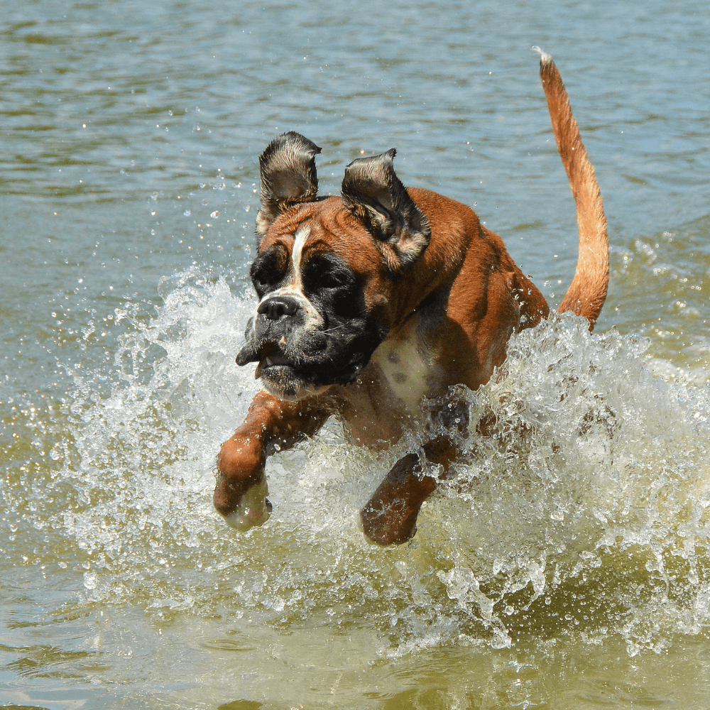 Eukanuba Active Advantage fed boxer jumps through the waves.