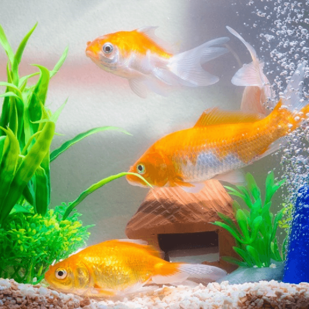 orange fish swim through the fish tank surrounded by plants and air bubbles