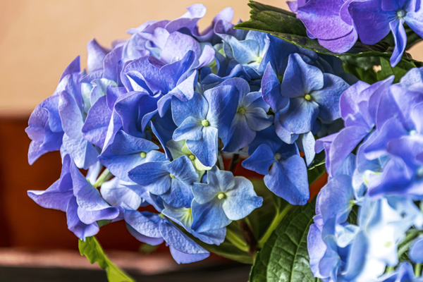 Blue Flowers Names, Meaning, and Types Guide – ART Flowers LA