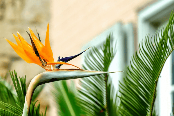 How to Care for a Bird of Paradise Plant – ART Flowers LA
